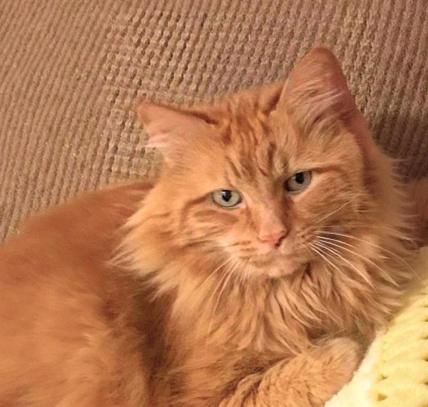 /Images/uploads/Cat Welfare Association/CatWelfare/entries/33908thumb.jpg